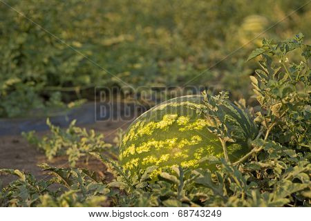 Ripe watermelon on field