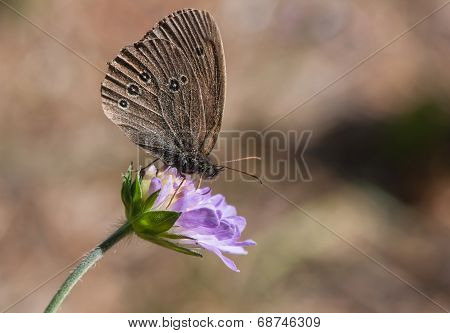 Brown Butterfly Ringlet On A Blue Flower