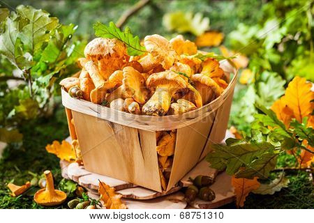 Fresh mushrooms in basket
