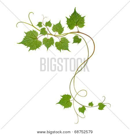 Grape Leaves