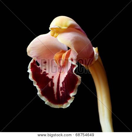 Cymbidium Orchid