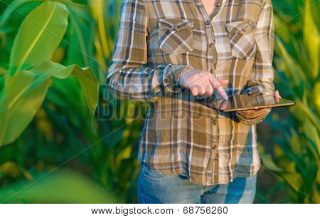Agronomist With Tablet Computer In Corn Field