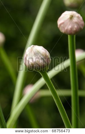 Allium nutans flower head