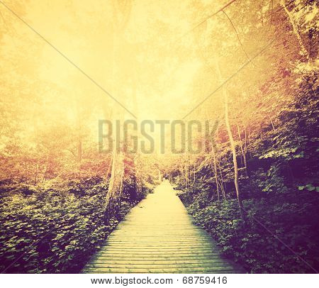 Autumn, fall park. Sun shining through red leaves. Vintage photograph style