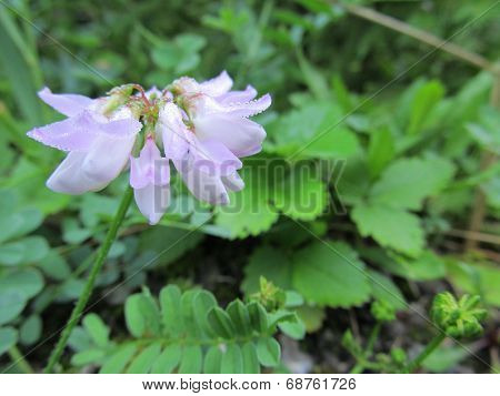 forest flower