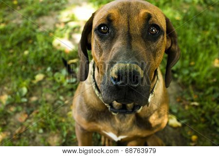 Ridge dog sitting on the grass