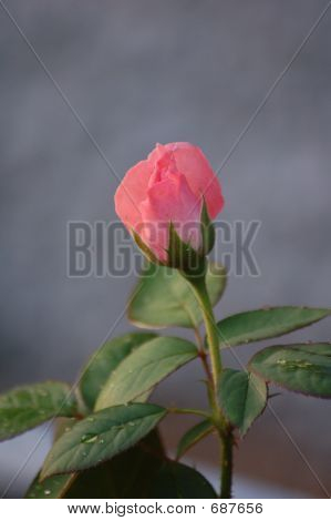 Bud