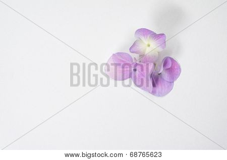 Hydrangea Hortensis Petals