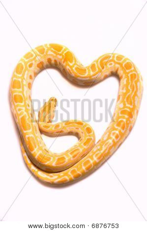 Python アルビノ