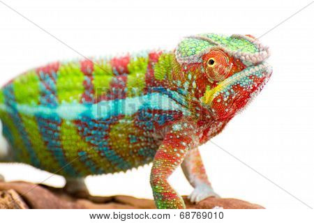 chameleon