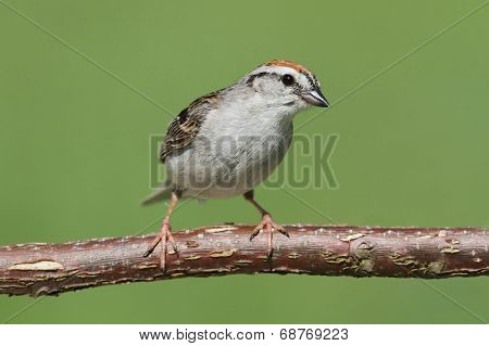 Sparrow On A Branch Singing