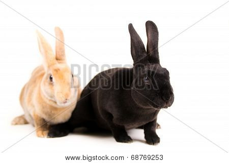 Rex Rabbit