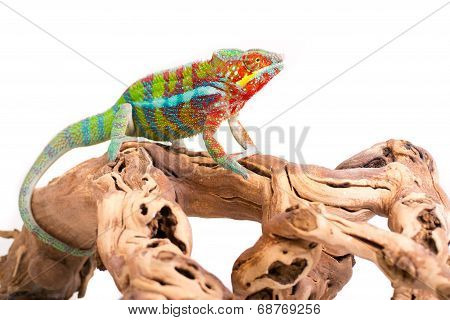 chameleon