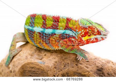 chameleon