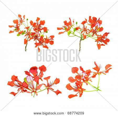 Peacock flowers