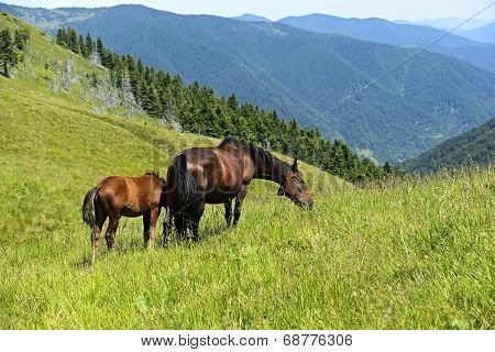 Horse