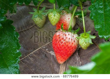 Strawberry in farm