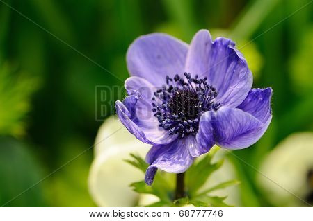 Blue Anemone Against Green Background