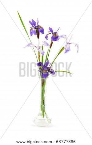 Purple Iris Flowers In A Small Glass Vase
