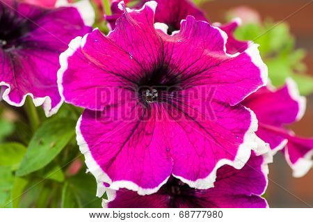 Closeup Of A Blooming Purple Petunia