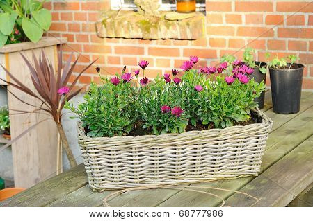 Wicker Basket With Spanish Daisies