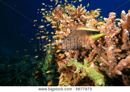Gyöngyös Hawkfish
