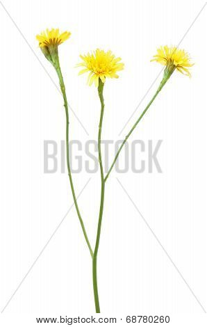 Leontodon Autumnalis Flower