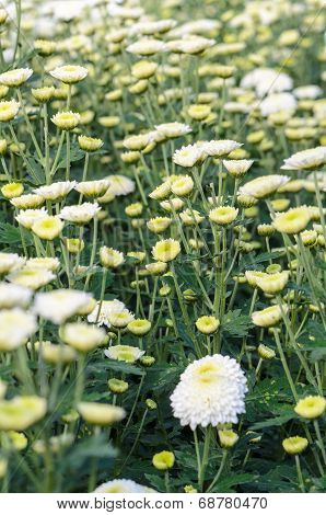 White Chrysanthemum Morifolium Flowers Garden