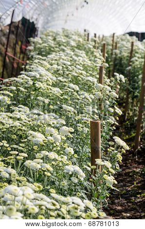 White Chrysanthemum Morifolium Flowers Farms