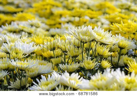 Chrysanthemum Morifolium Flowers Garden