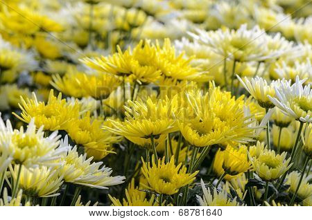 Chrysanthemum Morifolium Flowers Garden