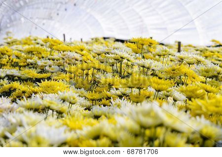 Chrysanthemum Morifolium Flowers Farm