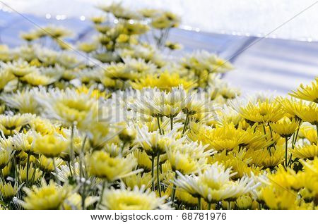 Chrysanthemum Morifolium Flowers Farm