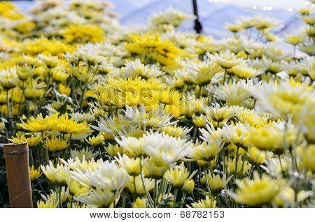 Chrysanthemum Morifolium Flowers Garden