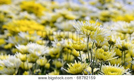 Chrysanthemum Morifolium Flowers Garden