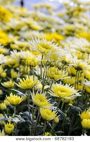 Chrysanthemum Morifolium Flowers Garden