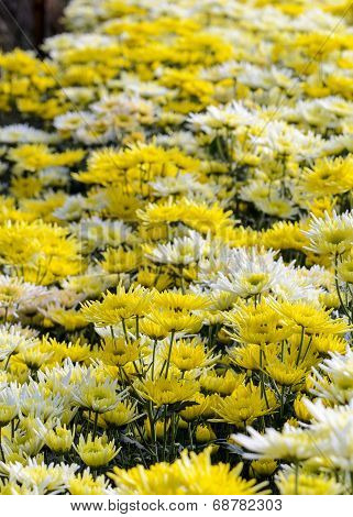 Chrysanthemum Morifolium Flowers Garden