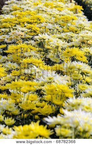 Chrysanthemum Morifolium Flowers Garden