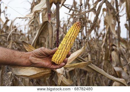 Farmer showing corn maize ear