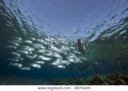 Snorkler y caballa rayas
