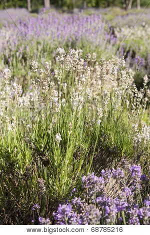 Lavender field