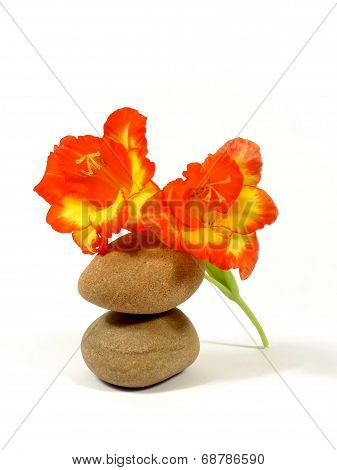 gladiolus blossom