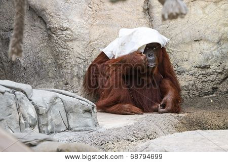 Bornean Orangutan  - Pongo Pygmaeus