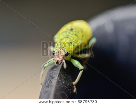 Green Weevil Hanging On Black Rubber