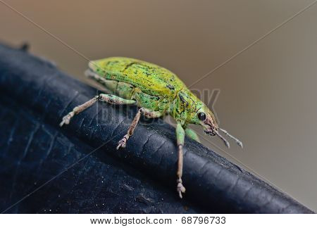 Green Weevil Hanging On Black Rubber