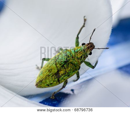 Green Weevil Hanging On White Petal Lackground