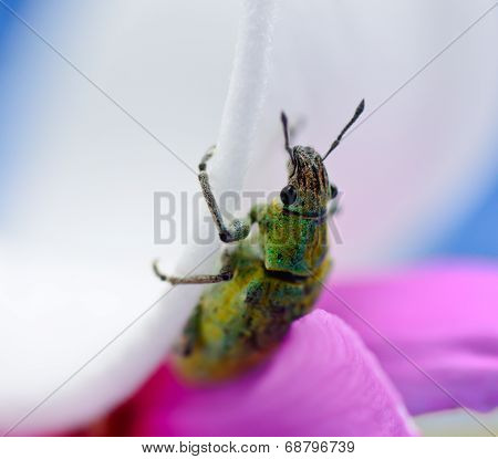 Green Weevil Hanging On White Petal With Blur Blackground