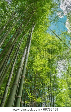 Green Bamboo Forest