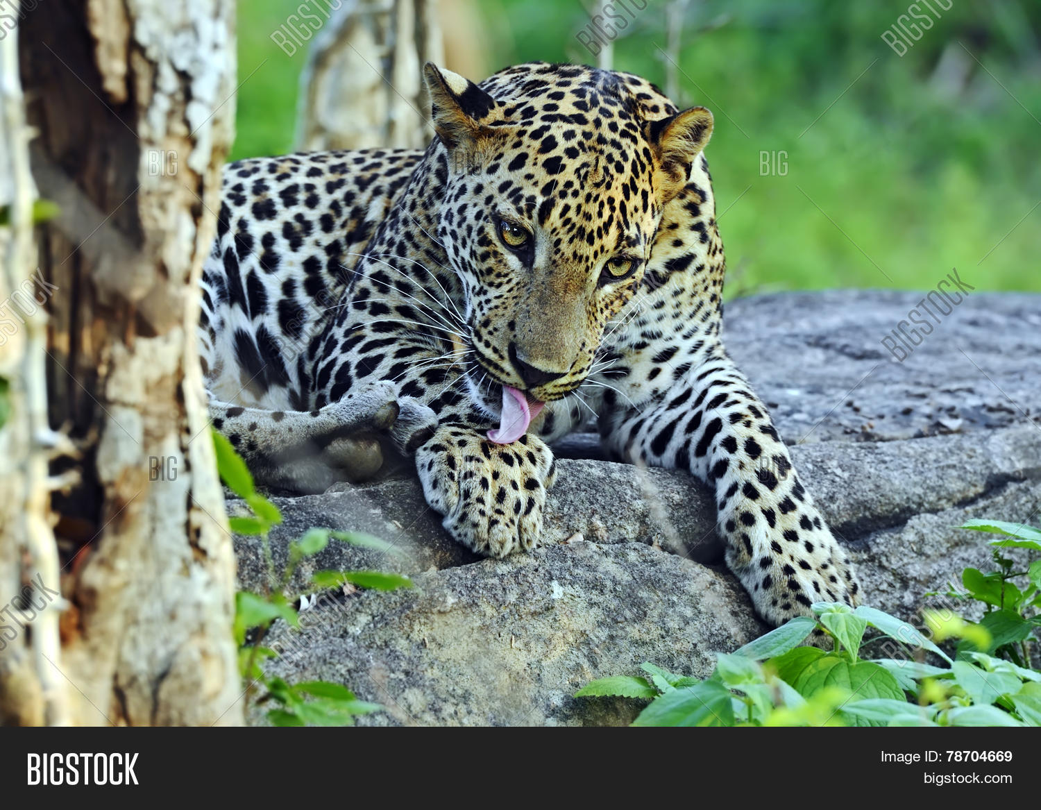 Image Preview