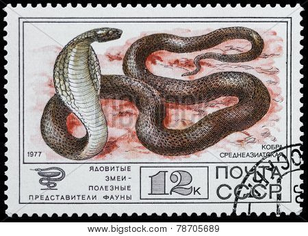 Venomous Snake